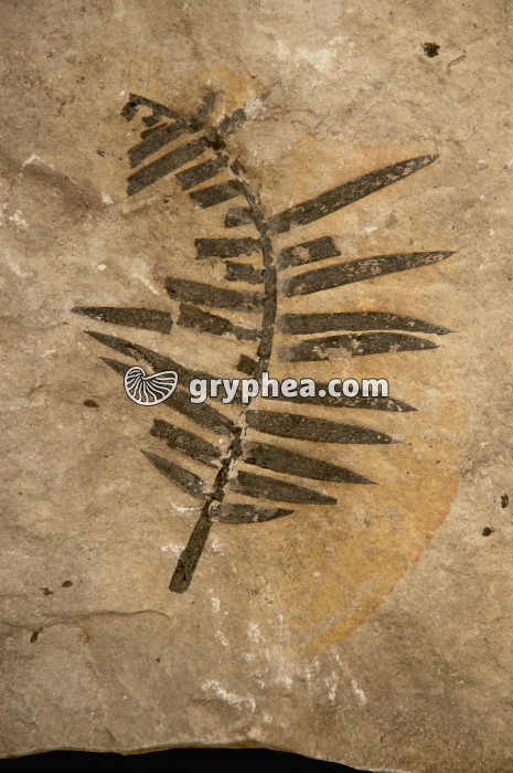 Zamites (Fougère fossile), Permien, Ain, France - gryphea.com